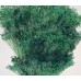 BLOOMS BROOM Emerald (BULK)-